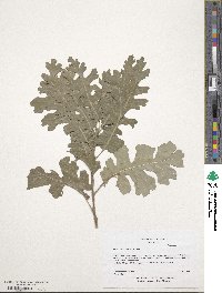 Quercus lobata image