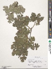 Quercus lobata image