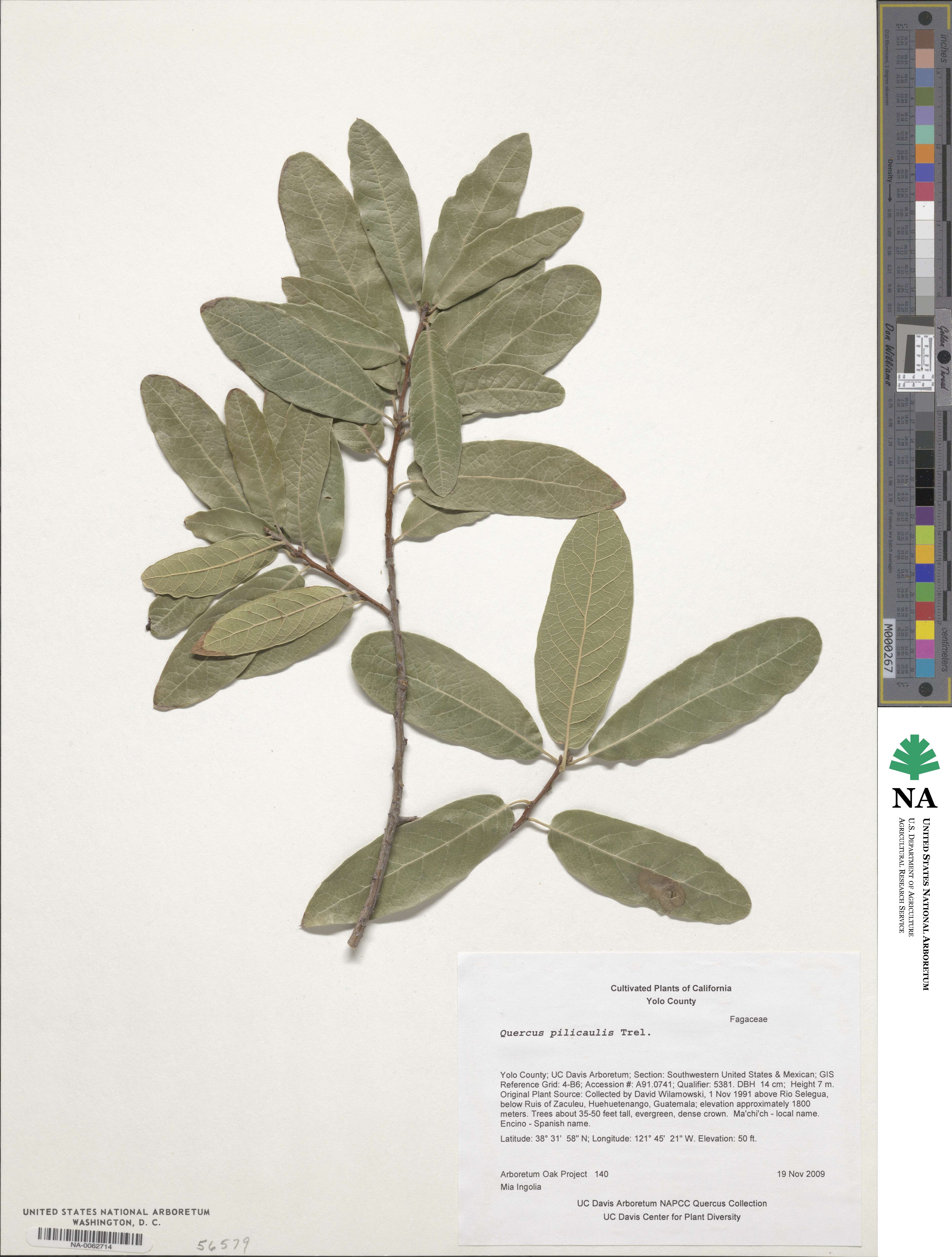 Quercus peduncularis image