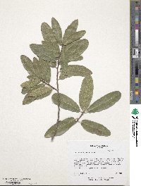 Quercus peduncularis image