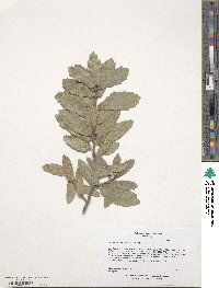 Quercus arizonica image