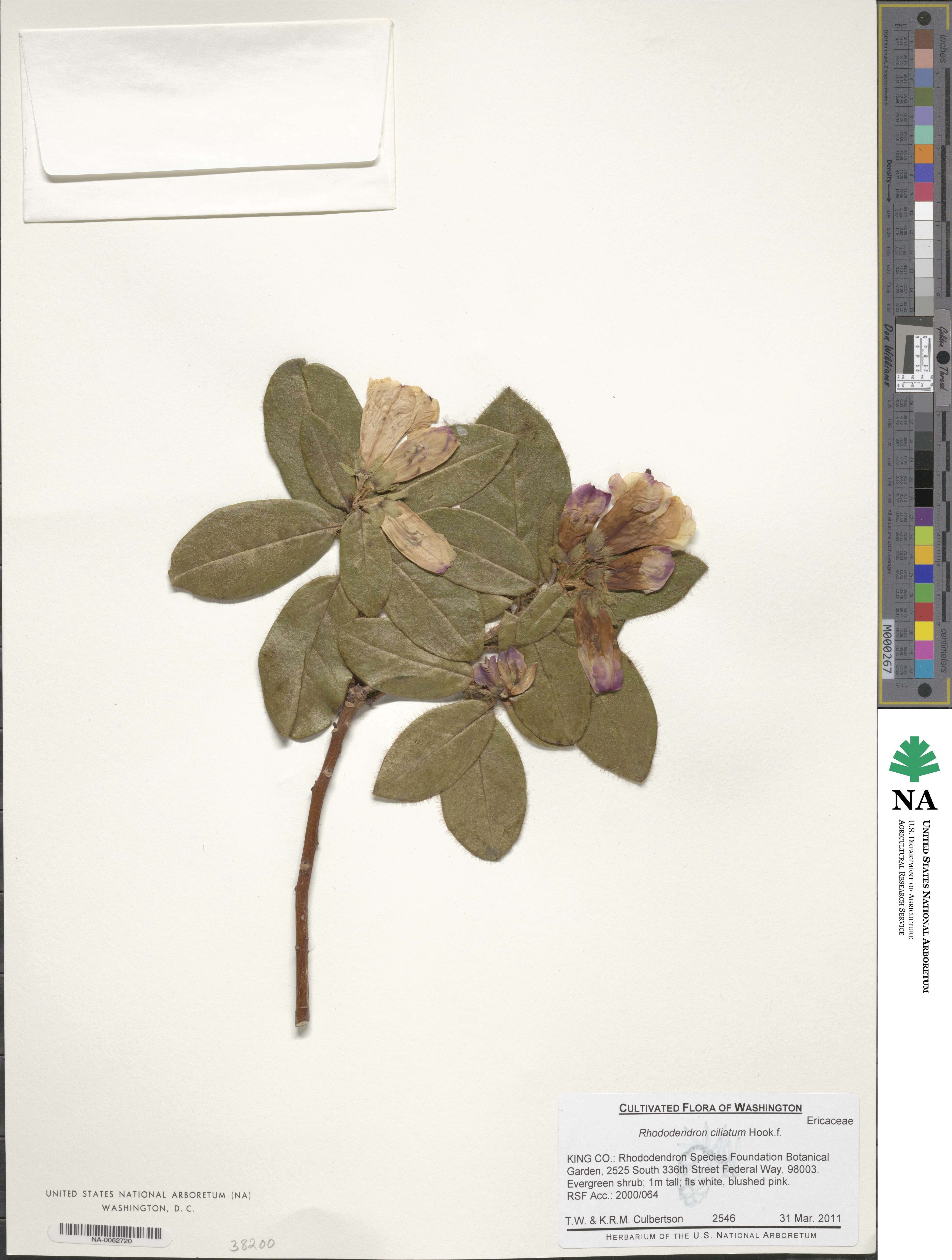 Rhododendron ciliatum image