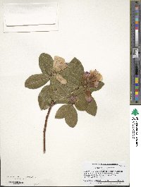 Rhododendron ciliatum image