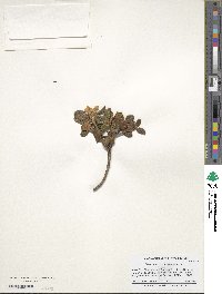 Rhododendron cephalanthum image