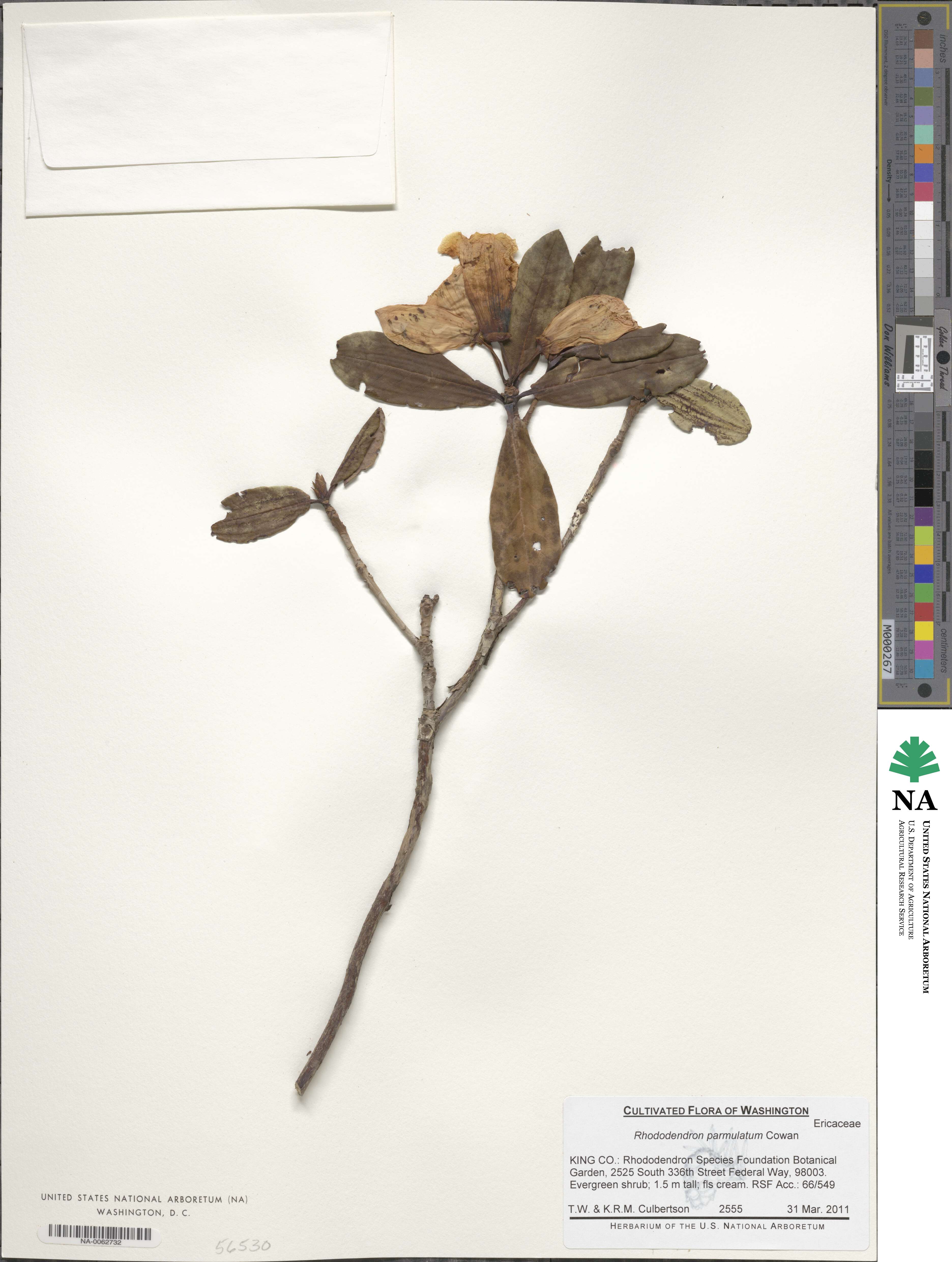 Rhododendron parmulatum image
