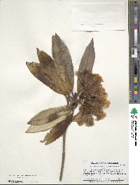 Rhododendron principis image