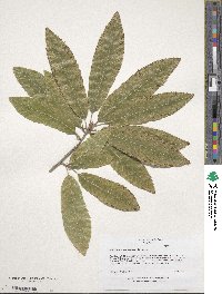 Quercus acutissima image