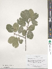 Quercus agrifolia image