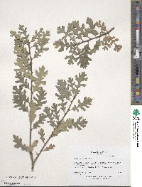 Quercus lobata image