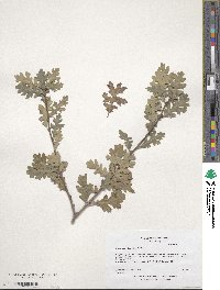 Quercus lobata image