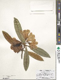 Rhododendron coeloneurum image