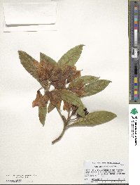 Rhododendron coeloneurum image