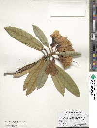 Rhododendron coeloneurum image