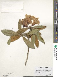 Rhododendron coeloneurum image