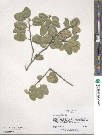 Quercus agrifolia image