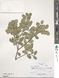 Quercus agrifolia image