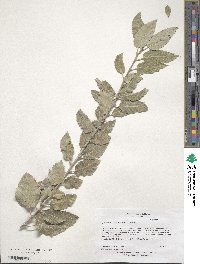 Quercus ithaburensis image