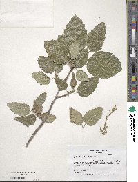 Quercus ithaburensis image