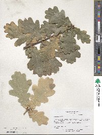 Quercus robur image