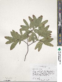 Quercus crassipes image