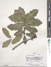 Quercus crassifolia image