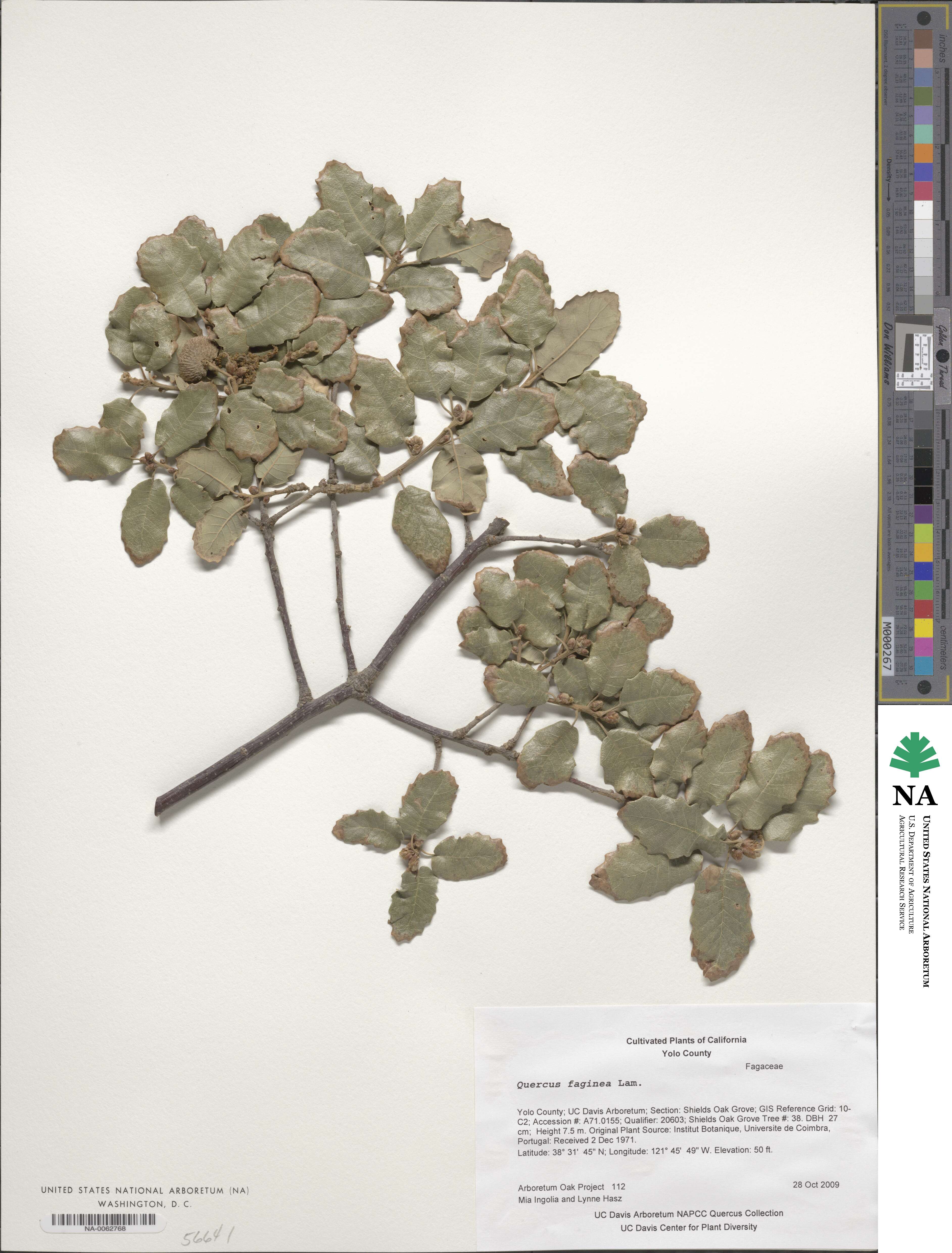 Quercus faginea image