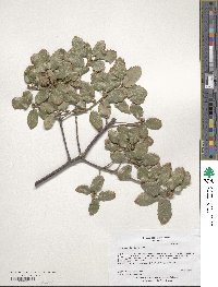 Quercus faginea image