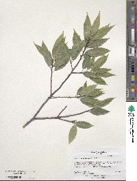 Quercus myrsinifolia image