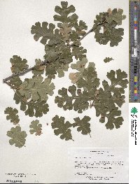 Quercus lobata image