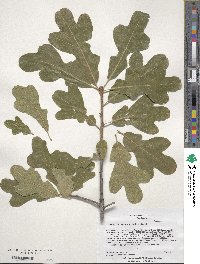 Quercus margarettae image