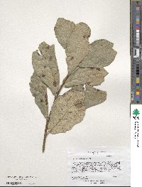 Quercus laurifolia image