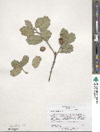 Quercus greggii image