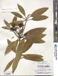 Rhododendron japonoheptamerum image