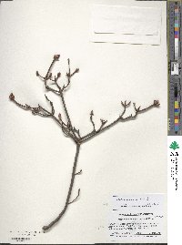 Rhododendron viscosum image