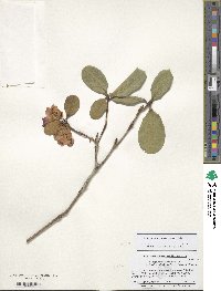 Rhododendron stewartianum image