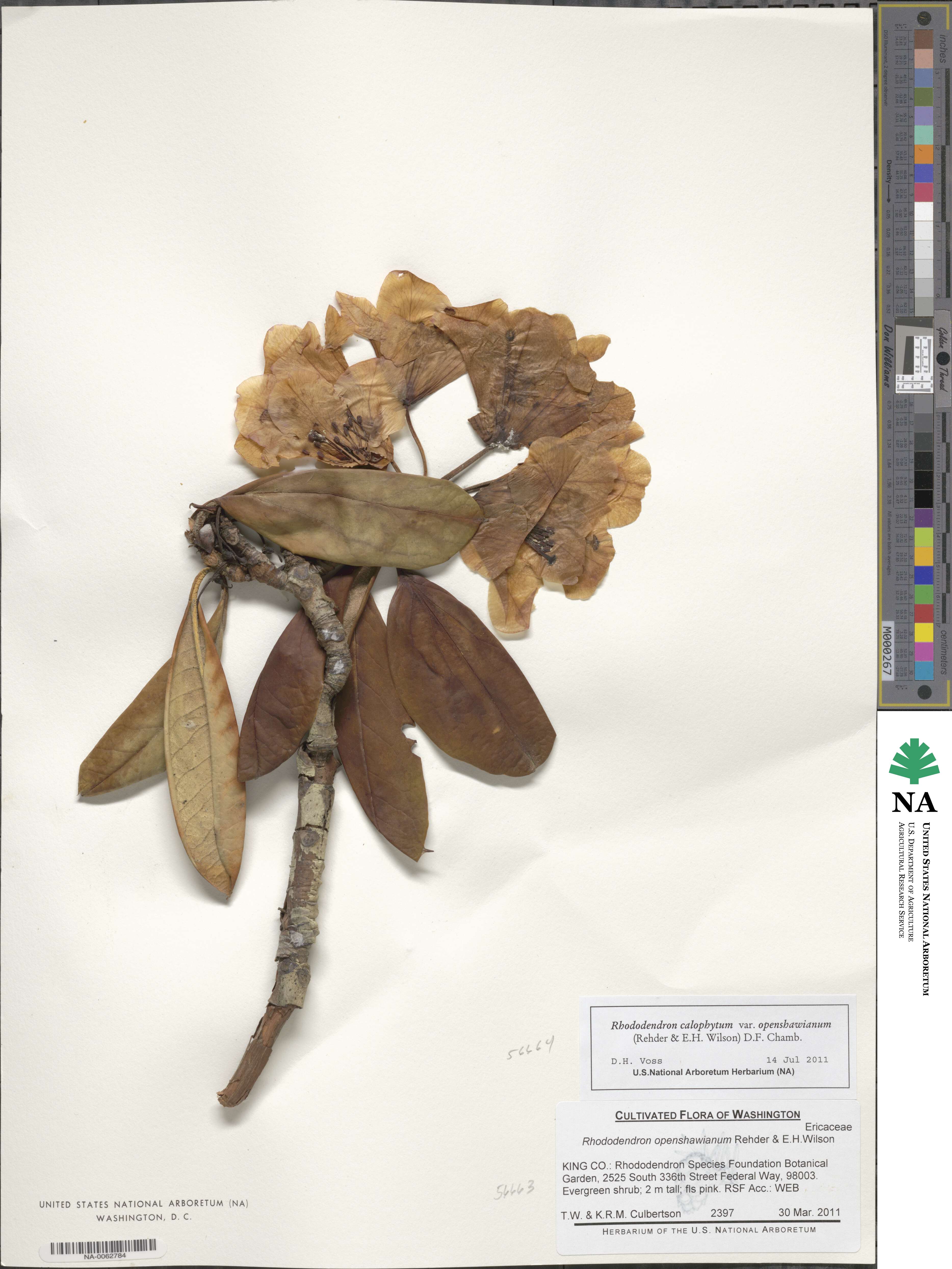 Rhododendron calophytum var. openshawianum image