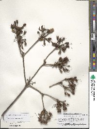 Rhododendron periclymenoides image