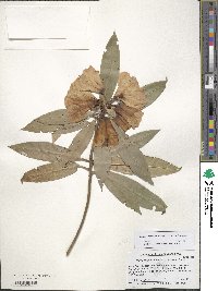 Rhododendron irroratum image