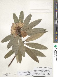 Rhododendron irroratum subsp. irroratum image