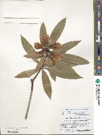 Rhododendron irroratum image