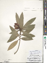 Rhododendron irroratum subsp. irroratum image