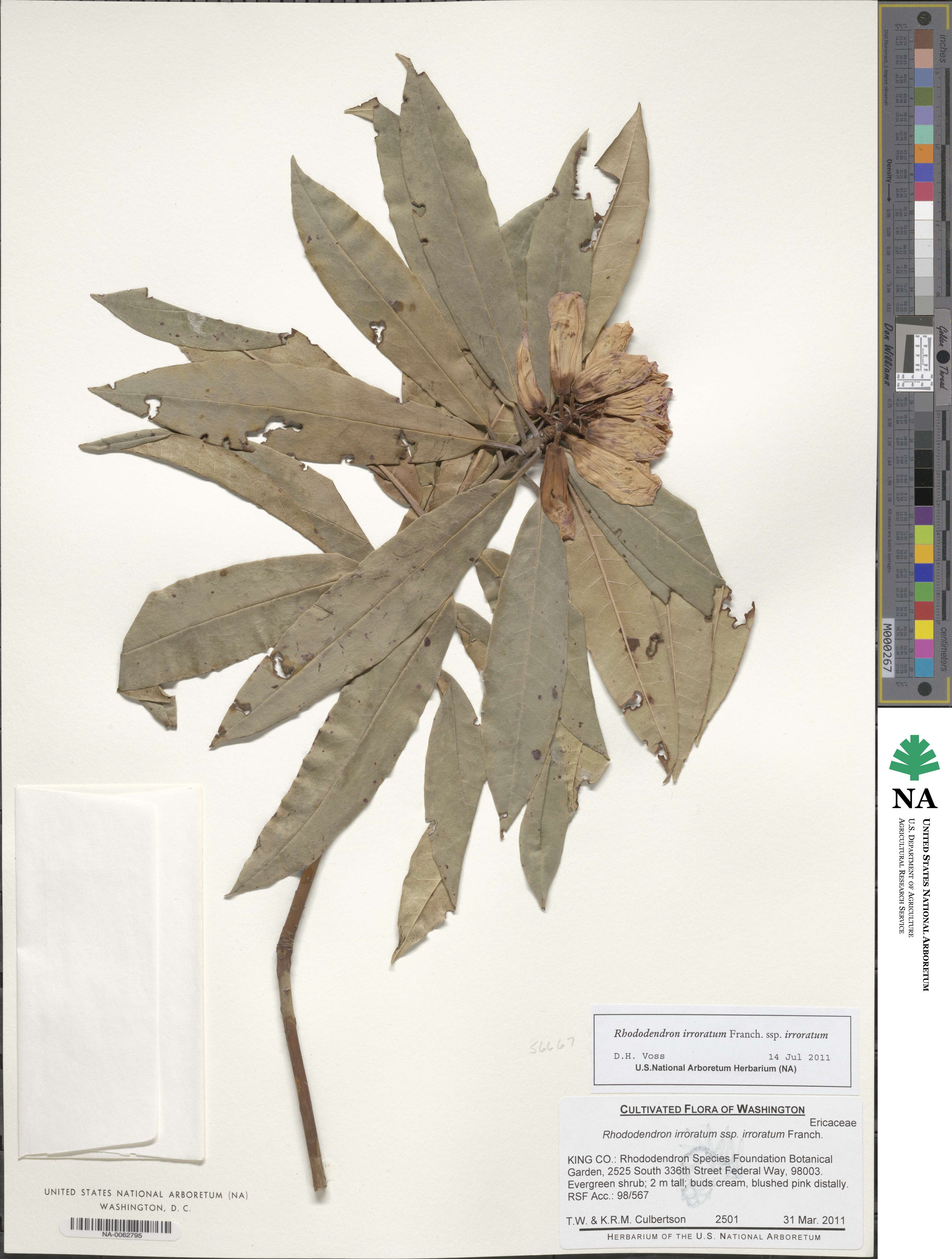 Rhododendron irroratum subsp. irroratum image