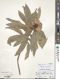 Rhododendron irroratum image