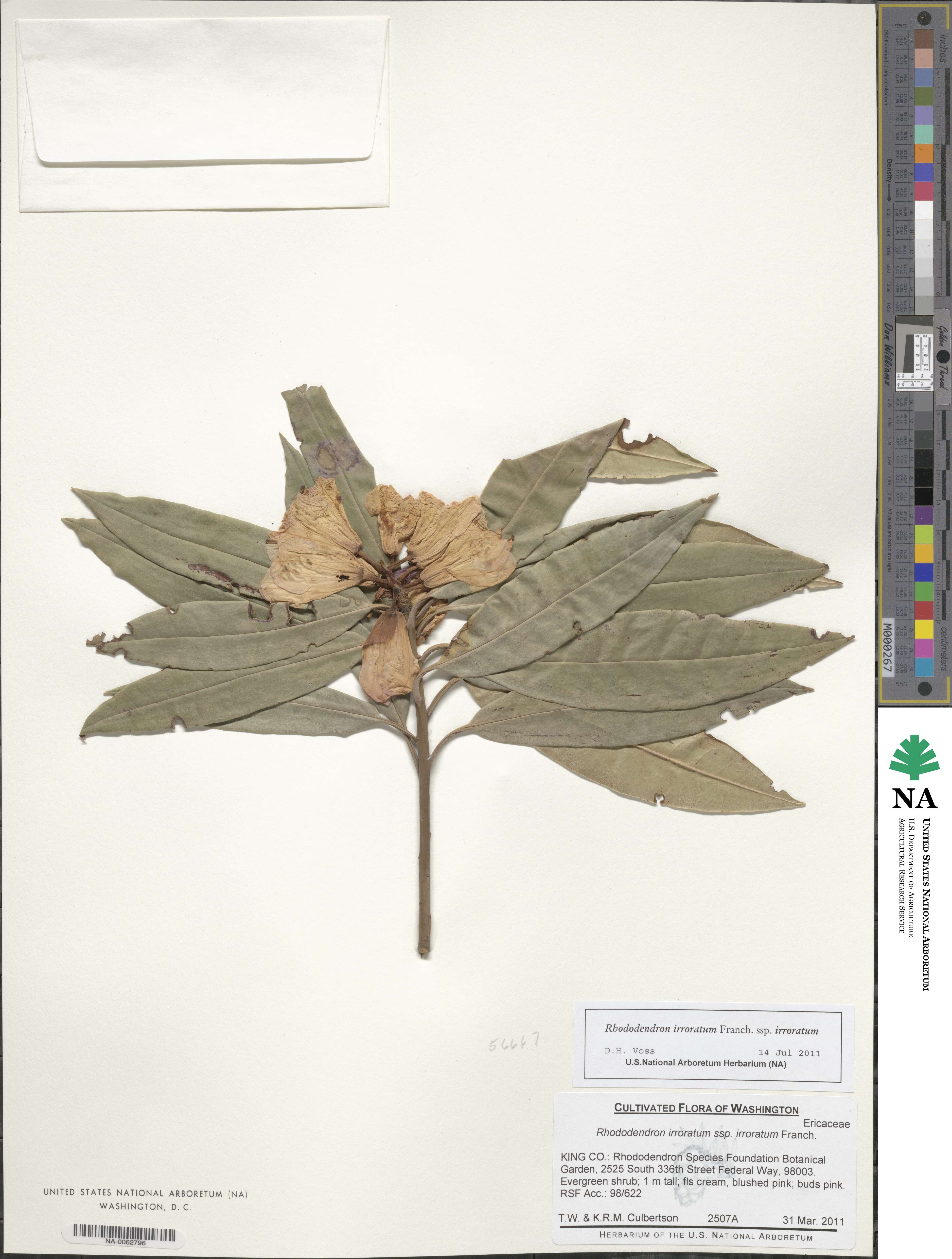 Rhododendron irroratum image