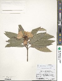 Rhododendron irroratum subsp. irroratum image