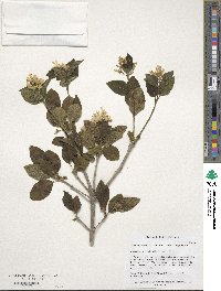 Chionanthus retusus image