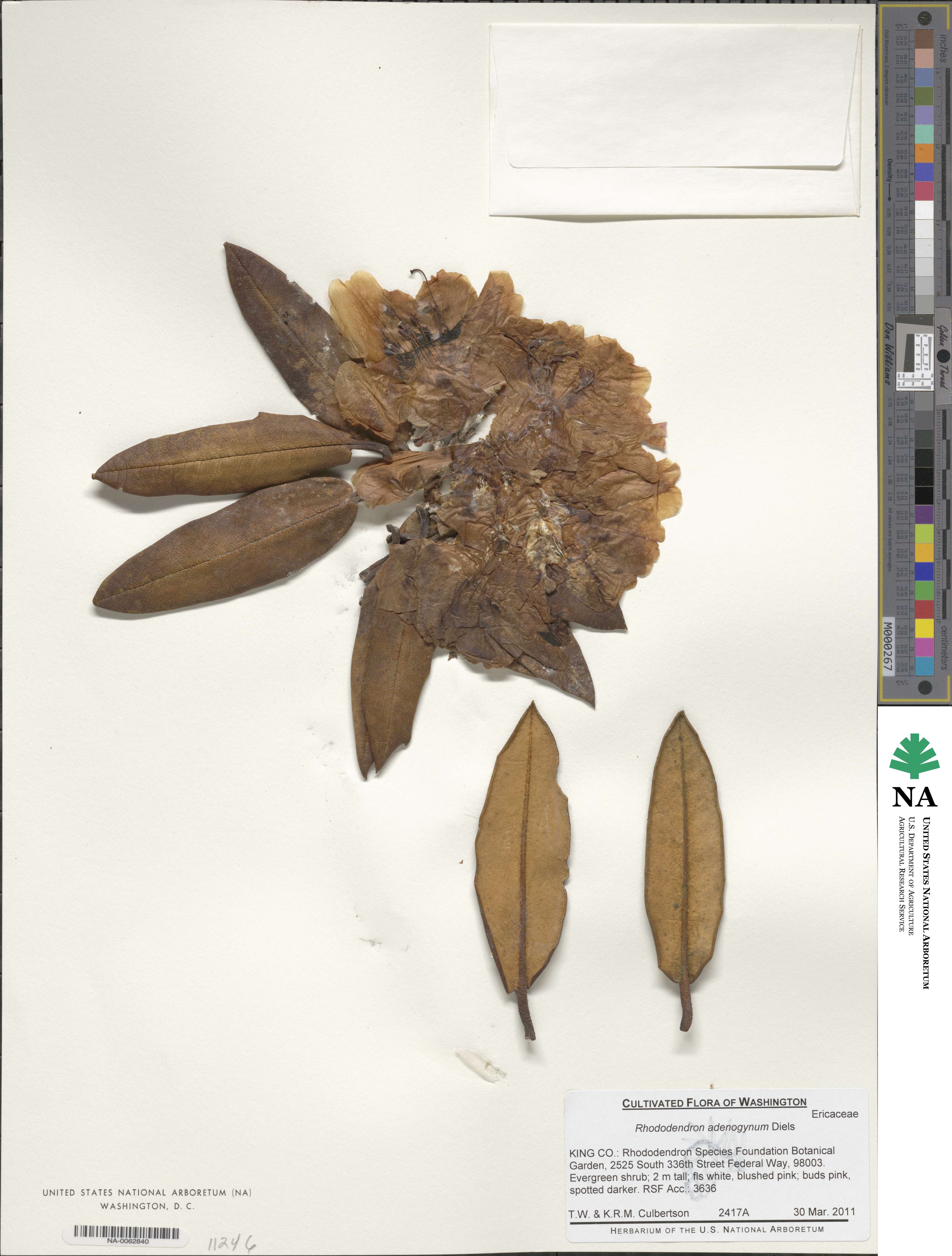 Rhododendron adenogynum image