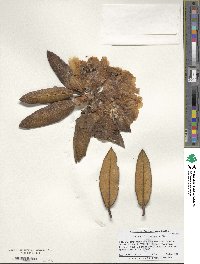 Rhododendron adenogynum image