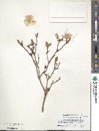 Rhododendron mucronulatum image