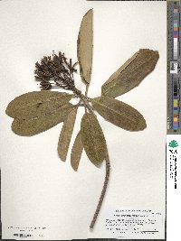 Rhododendron brachycarpum image